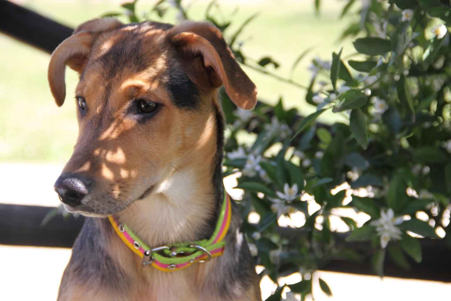 Antiparassitari per Animali: La Difesa Perfetta su OnlyFarmacia.com